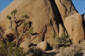 Joshua Tree NP